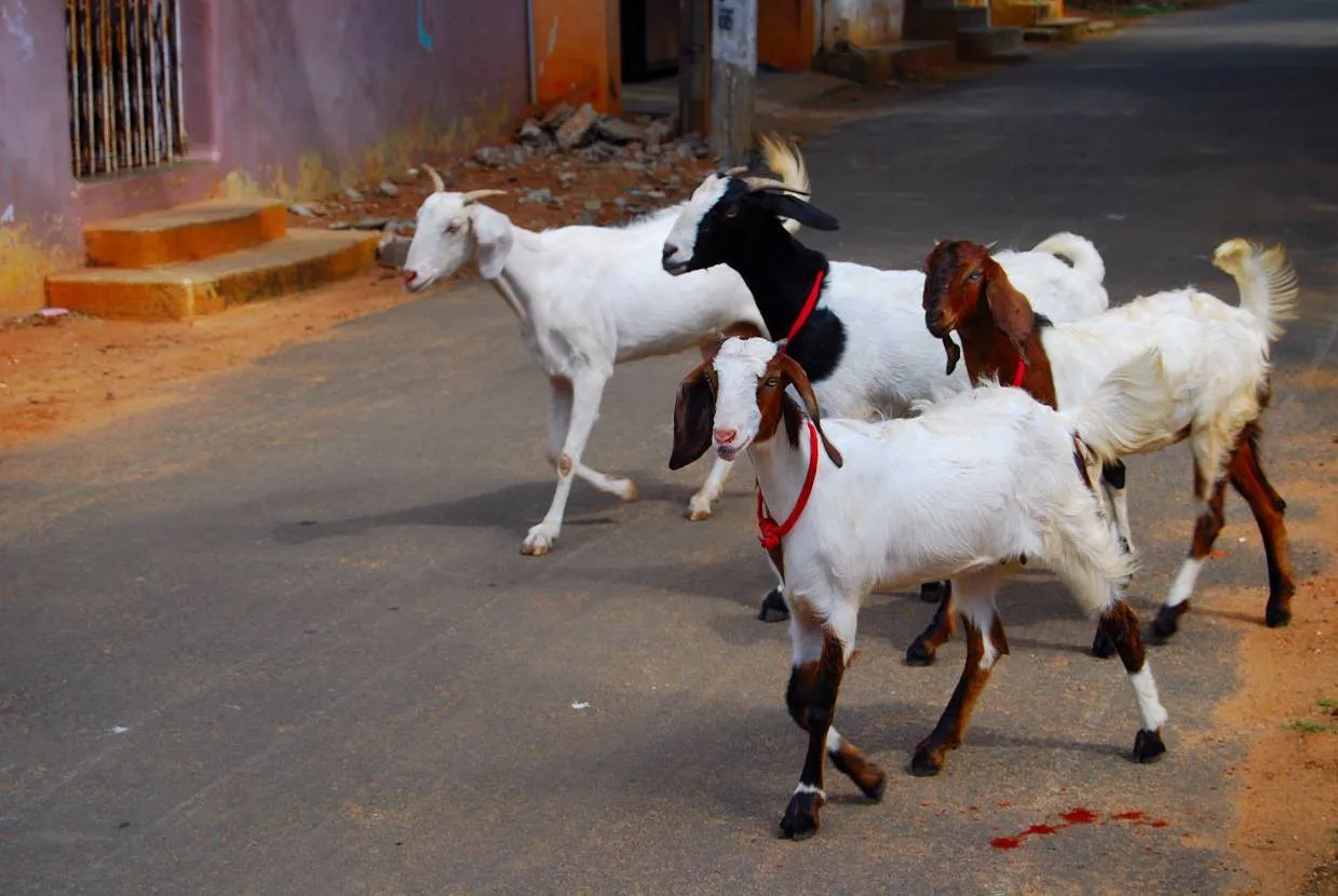 goats