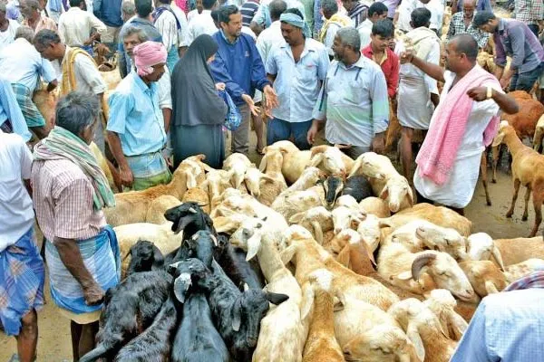 Sale of goats worth more than one crore rupees in goat market in thirupattur