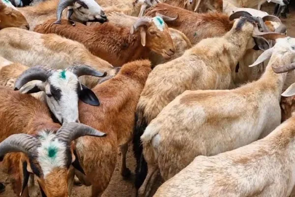 More than 5 crore goats sold in the weekly market in three hours