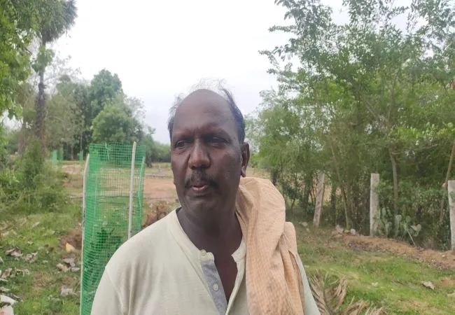 pudukkottai district village peoples goats 