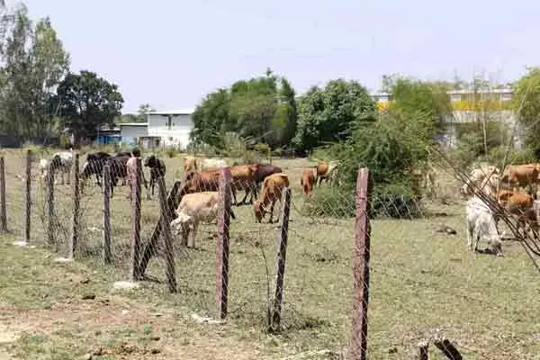 madhya pradesh contract engineer hema meena issue