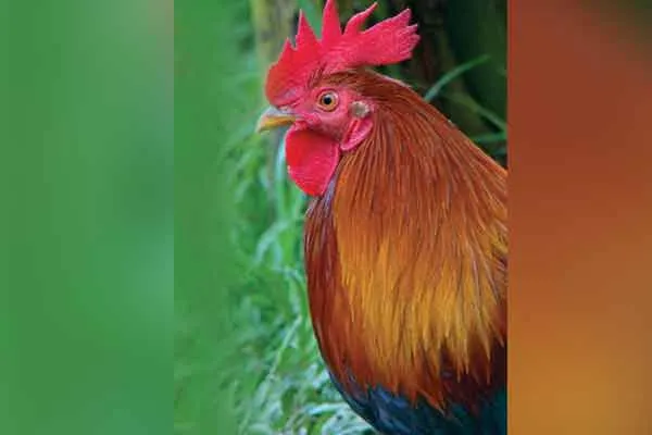 cuddalore hen incident 64 years old woman involved 