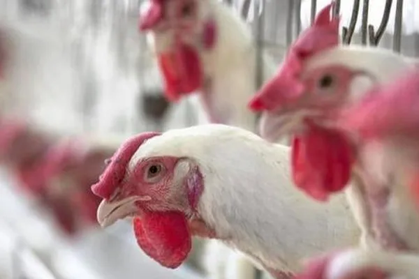 Ban on chicken shops for 3 months in andhra