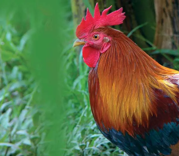 hen