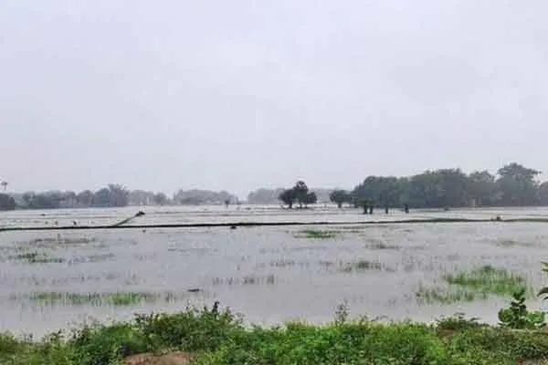 crops damaged due to rain in delta districts