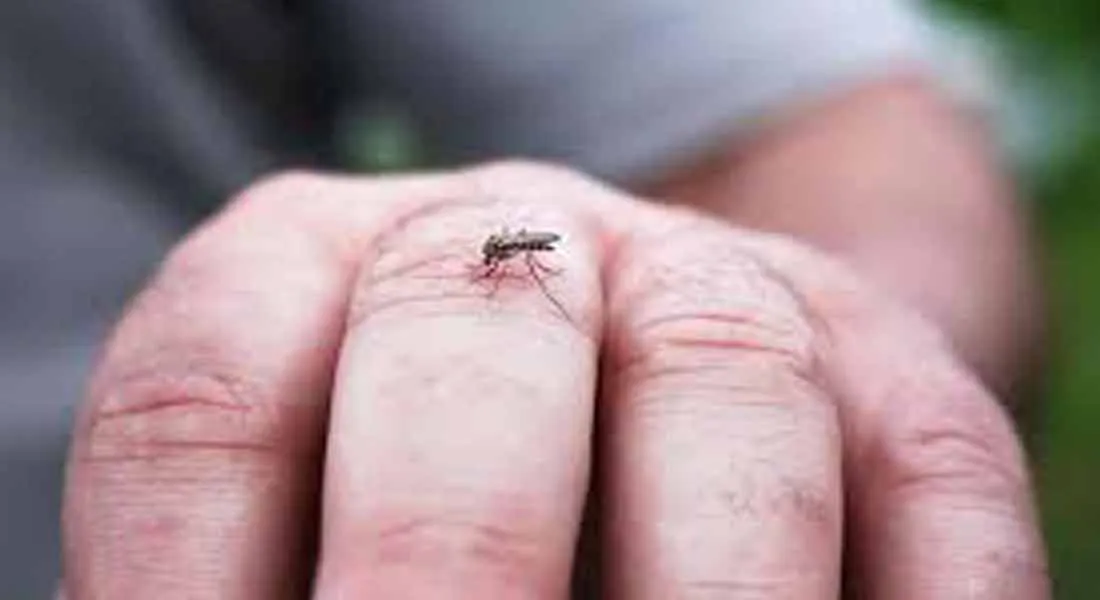  Can corona spread by mosquitoes? -Health department description