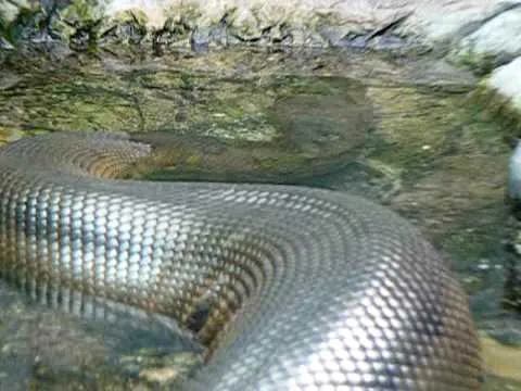 snake 