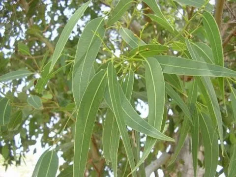 cut down the entire  Eucalyptus trees in pudukottai;compliment to the farmer 