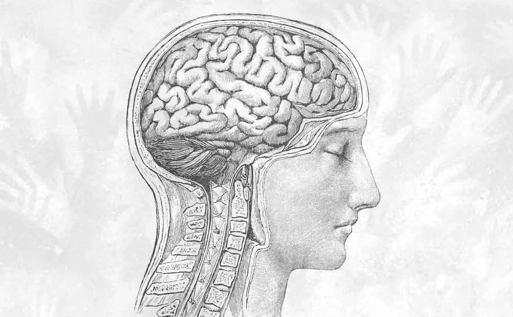 human brain