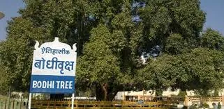 bodhi tree