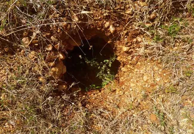 keezhadi and adichanallur radar Excavating tamilnadu government 