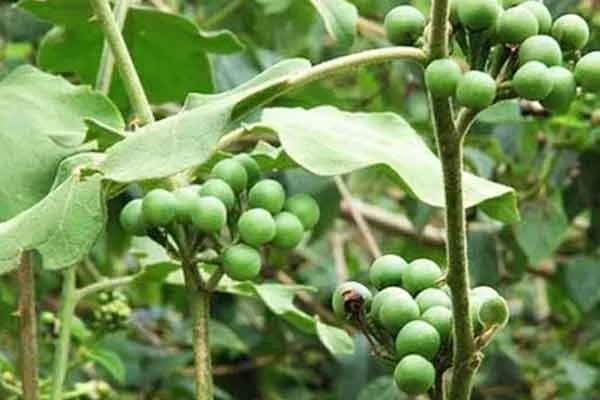 One fire  Turkey berry issue 