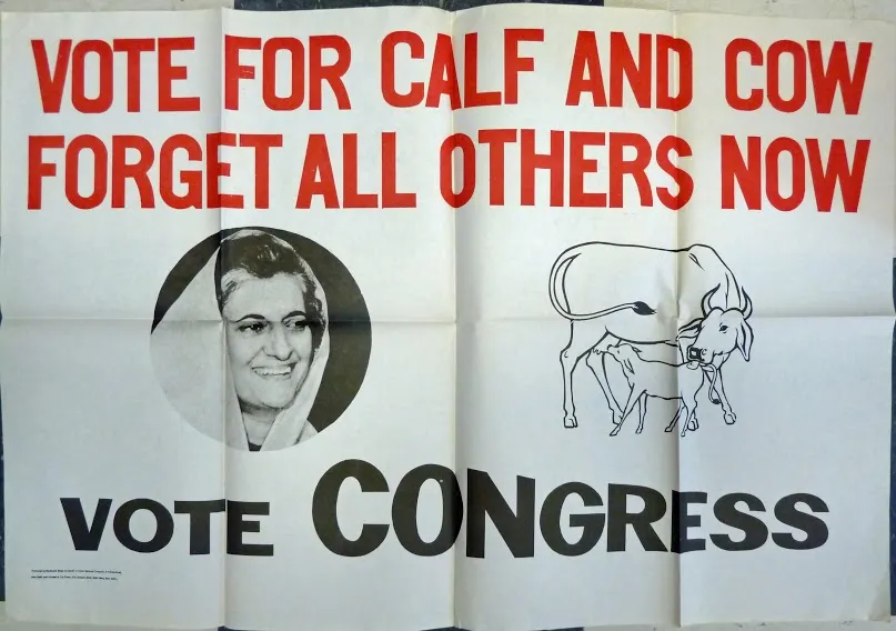 cow calf