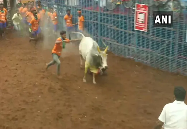 avaniyapuram jallikattu peoples pongal festival 