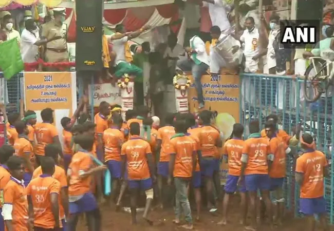 avaniyapuram jallikattu peoples pongal festival 
