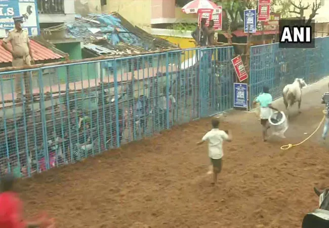 avaniyapuram jallikattu peoples pongal festival 