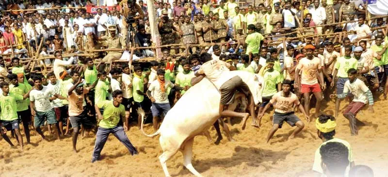 jalikattu