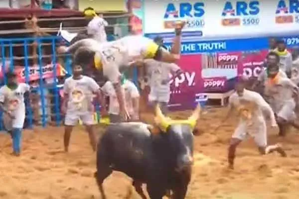  People who are incident by bulls at jallikattu competitions