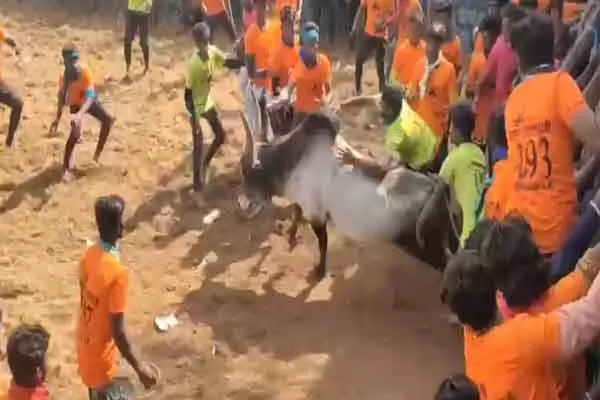 jallikattu held in karur district kulithalai 