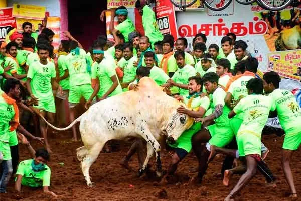 New Jallikattu Stadium; Opening on January 24
