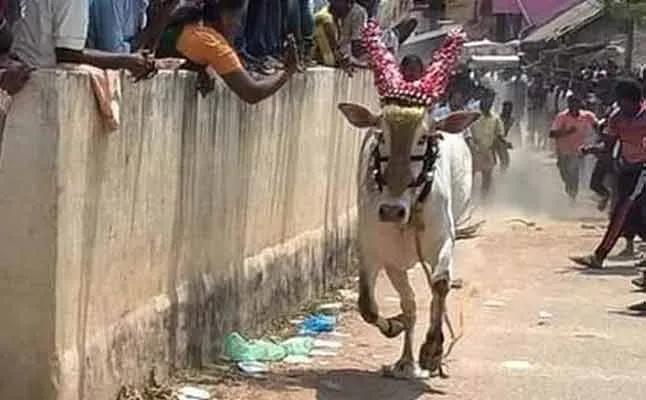 jallikattu bull 