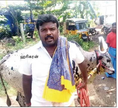 jallikattu