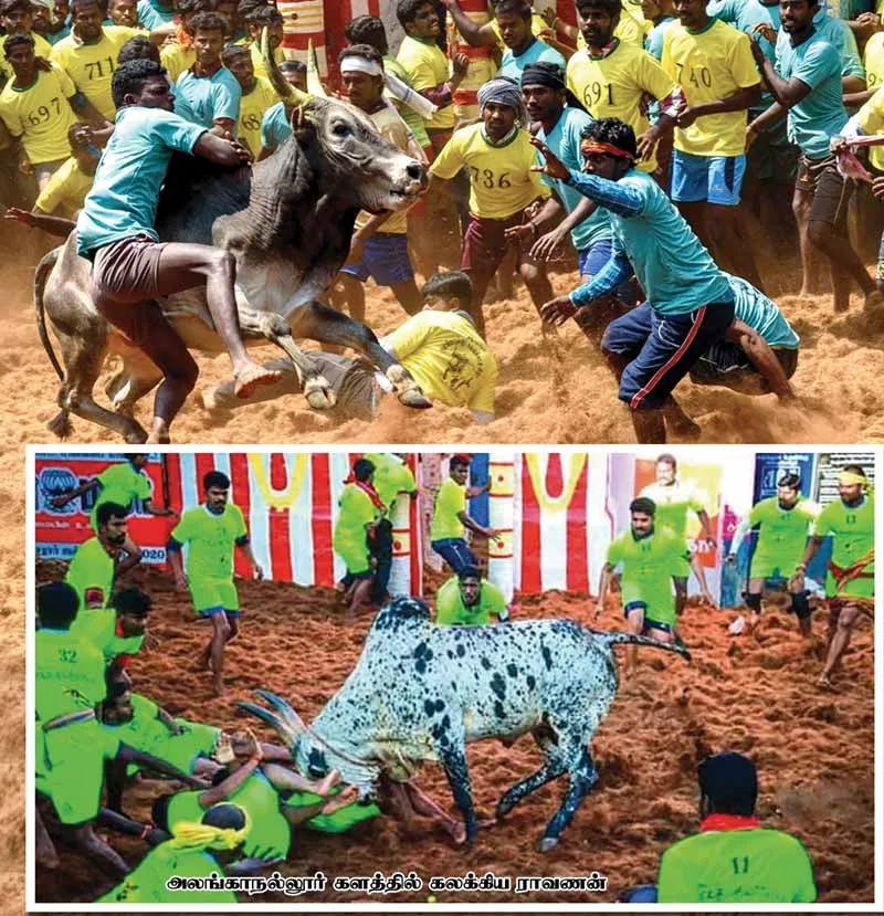 jallikattu