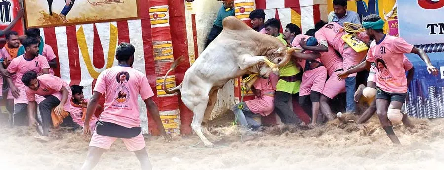 jallikattu
