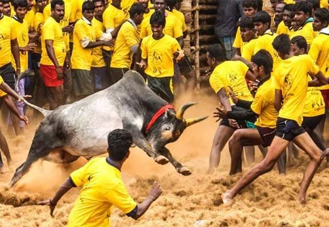 jallikattu competition madurai district avaniyapuram 