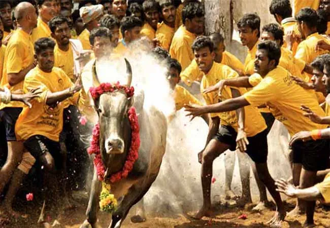 jallikattu tamilnadu government released the gazette notification  