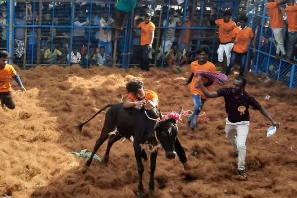 Jallikattu competition held in viralimalai which district of pudukottai