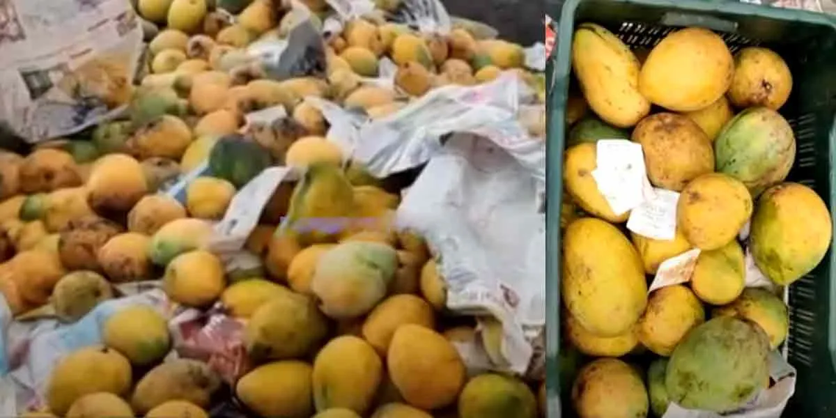 6 tons of chemically smeared mangoes confiscated ... Food safety officials take action!