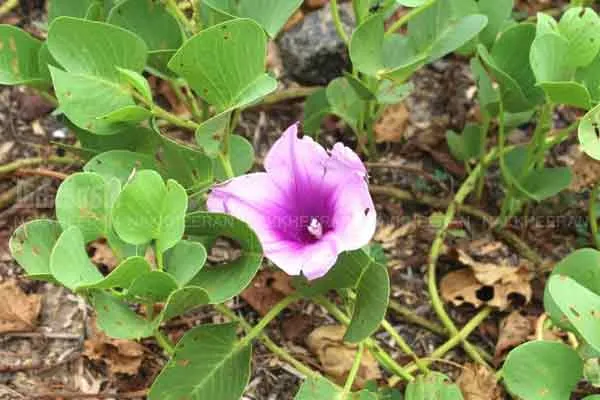 The kadalarai plant that removes the salinity of the land!