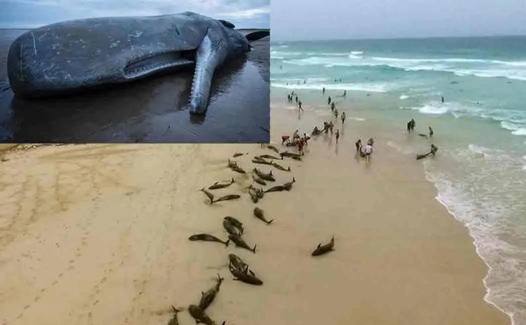 dolphis washes up on west african coast
