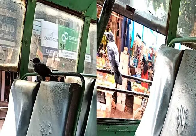 The crow who traveled in the bus with the passengers!