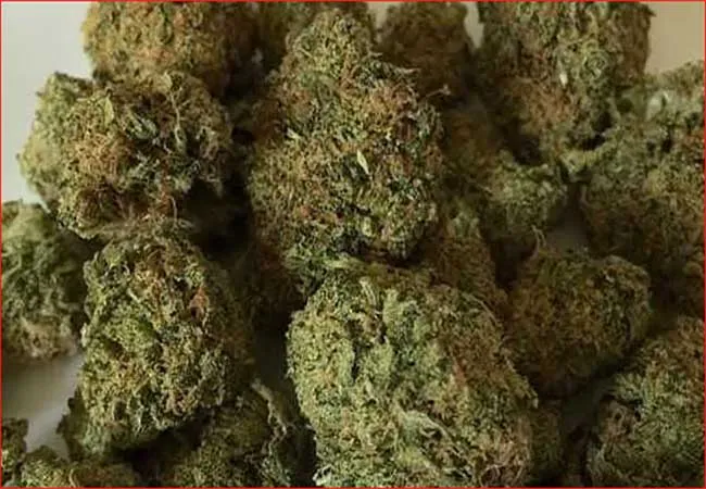  2 arrested for selling cannabis in Salem