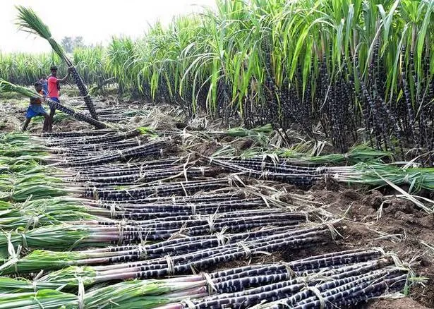 kisan