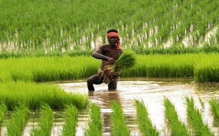 kisan