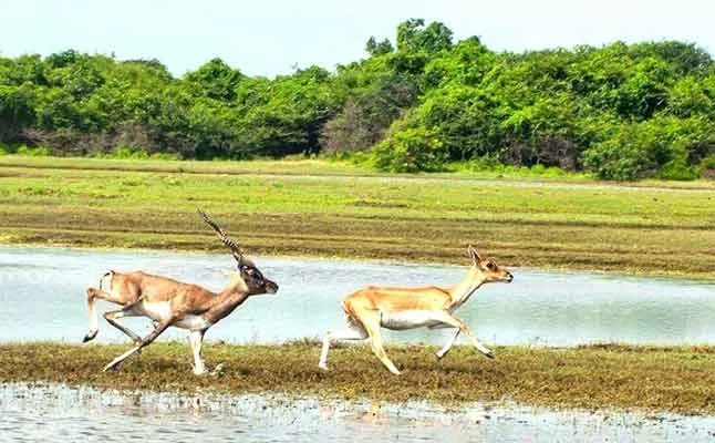 kodiyakkarai