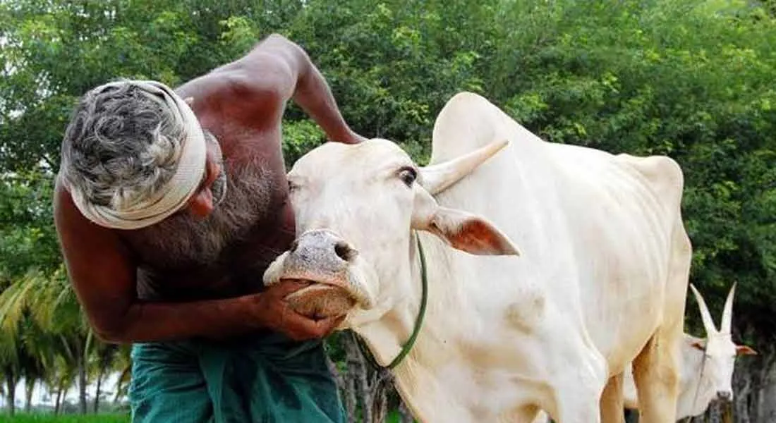 cow 