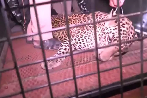 The leopard was caught in thiruppattur