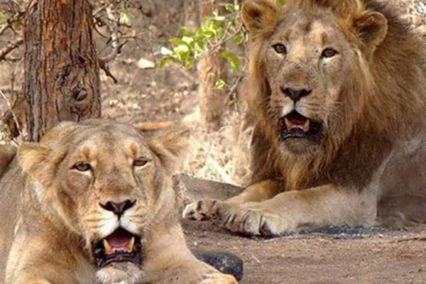  Vishwa Hindu Parishad petitioned Akbar and Sita lionsshould not be in the same place