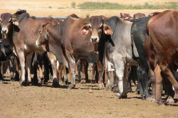 livestock