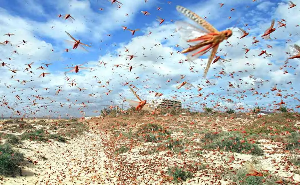 locusts problem in pakistan