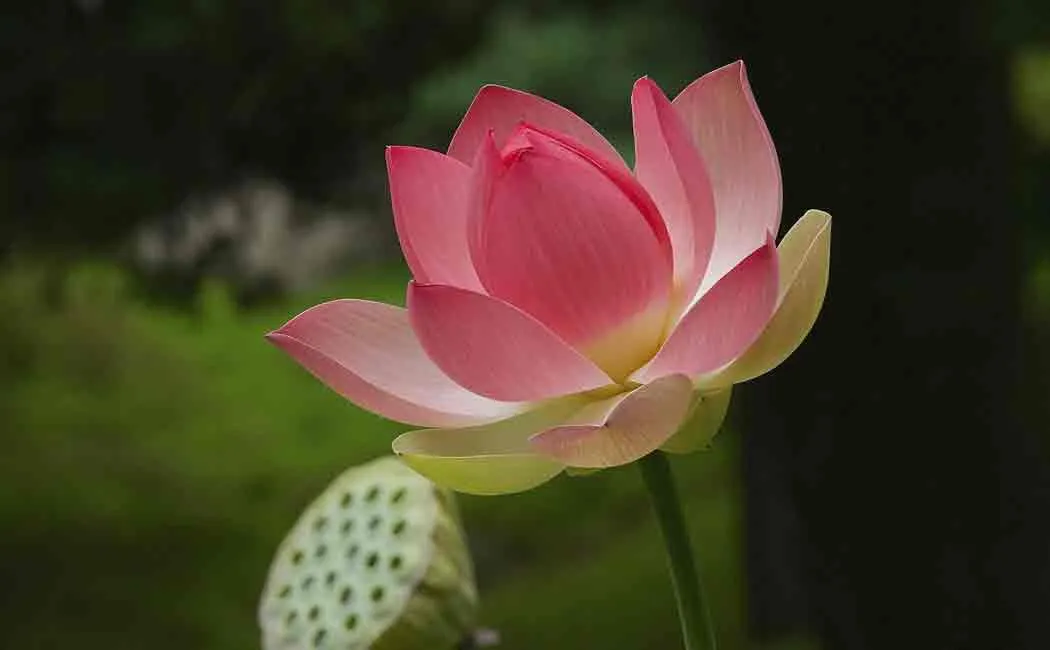 lotus is not indias national flower