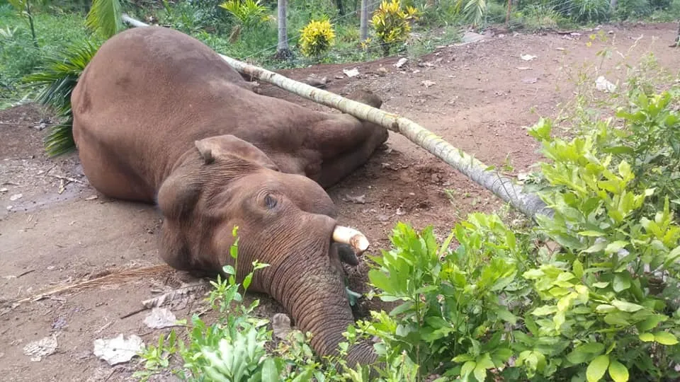 elephant 