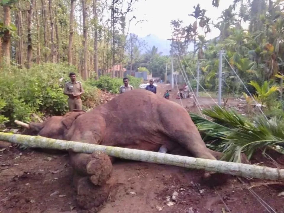 elephant 