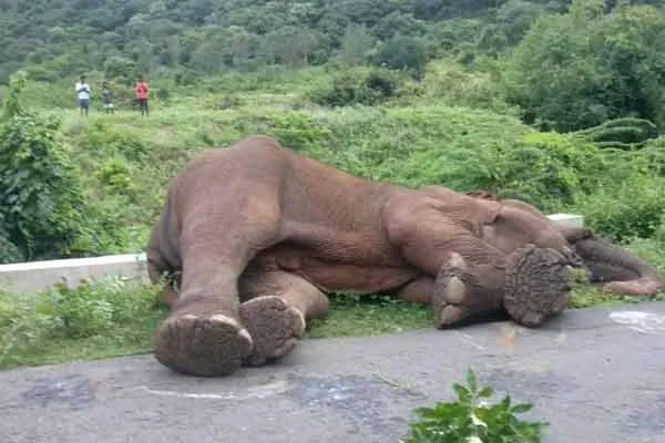 magna elephant passed away 
