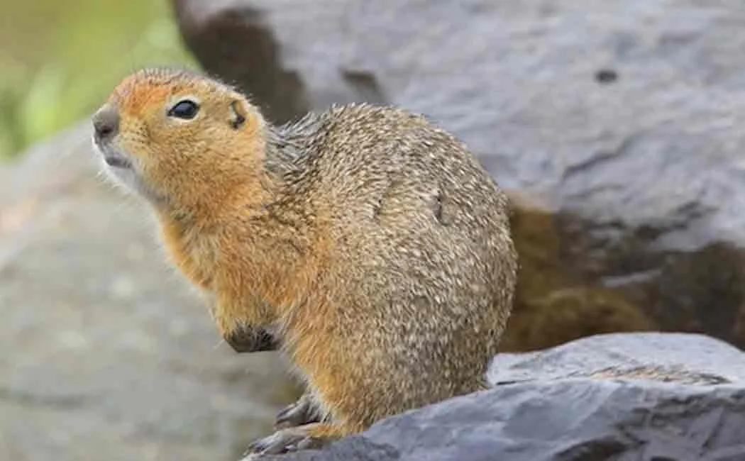 mangolian couple passed away after they ate a marmot alive