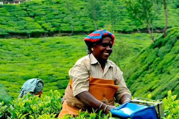 Govt All assistance will be provided to the Mancholai workers Minister Thangam thennarasu assured 